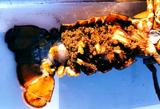Female lobster.