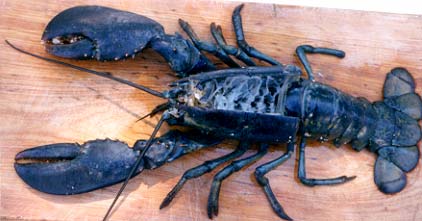 Female lobster.
