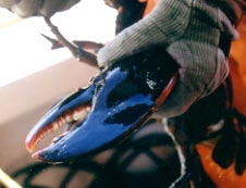 Female lobster.