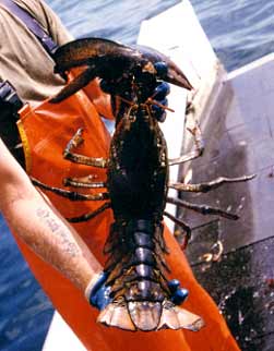 Female lobster.