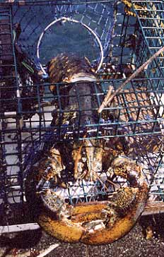 Female lobster.